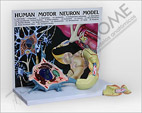 Diorama de um Neurônio Motor com Prancha Explicativa