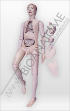 Manequim de enfermagem Bissexual com &Oacute;rg&atilde;os Internos