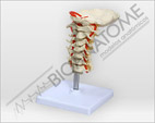 Coluna Vertebral Cervical