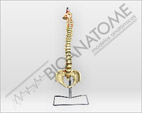 Coluna Vertebral Flex&iacute;vel tamanho natural