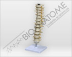 Coluna Vertebral Tor&aacute;cica