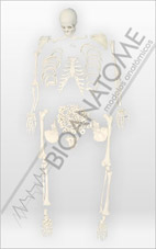 Esqueleto 168cm Desarticulado