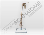 Esqueleto de Braço Direito com Escapula, Clavícula e Ligamentos