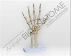 Esqueleto de M&atilde;o com Ossos, Punho e Suporte