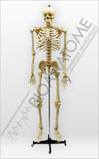 Esqueleto Humano Padrão 168cm com Rodas