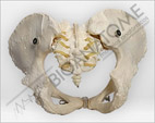 Esqueleto P&eacute;lvico Feminino