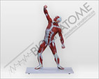 Modelo Muscular de 50 cm