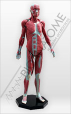 Modelo Muscular Assexuado 1.70m com 34 Partes