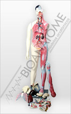 Modelo Muscular Bissexual 1.60m com órgãos Internos