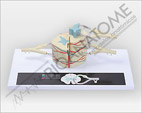 Sistema da Medula Espinhal Ampliado&nbsp;com Prancha Explicativa
