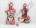 Torso Humano Bissexual 85cm com 24 Partes Modelo Luxo