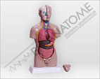 Torso Bissexual 42cm com 14 Partes